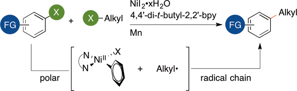 TOC graphic for "Mechanism and selectivity in nickel-catalyzed cross-electrophile coupling of aryl halides with alkyl halides"