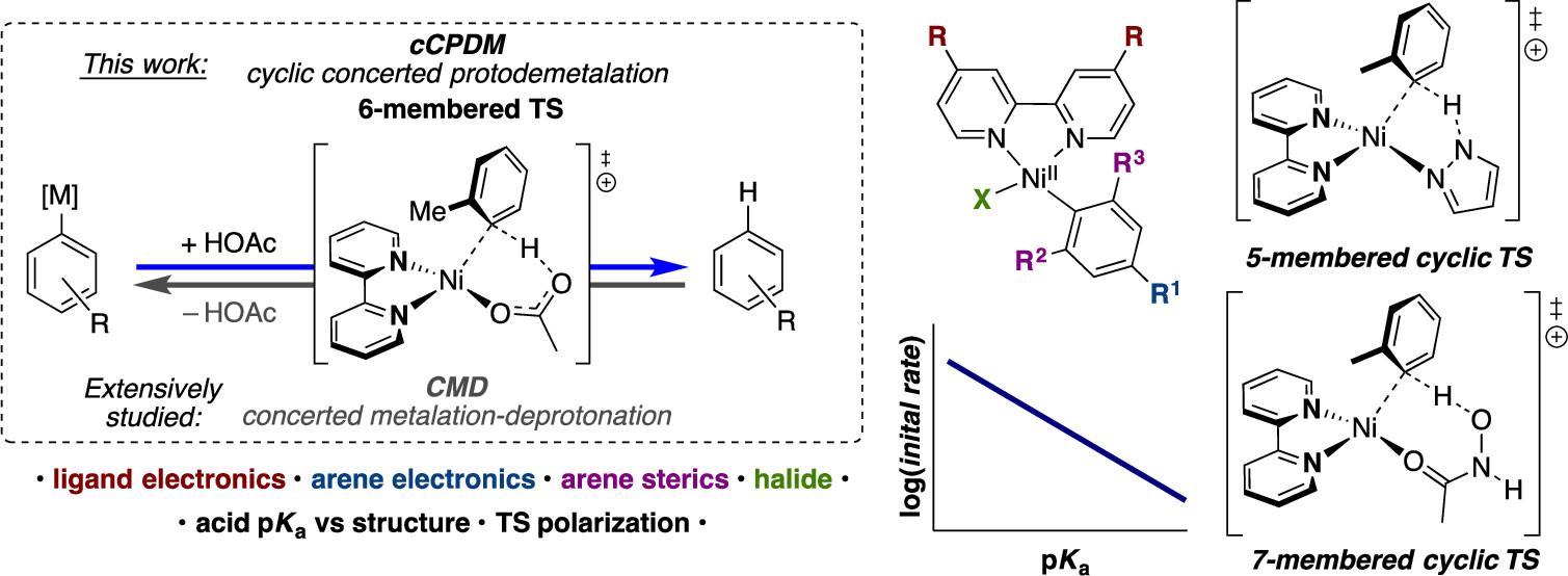 TOC graphic for "Protodemetalation of (Bipyridyl)Ni(II)–Aryl Complexes Shows Evidence for Five-, Six-, and Seven-Membered Cyclic Pathways"