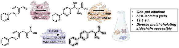 TOC graphic for "Chemoenzymatic Cascade Synthesis of Metal-Chelating α-Amino Acids"